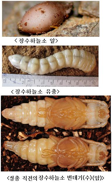 세계적 희귀종 장수하늘소 인공번식 국내 첫 성공